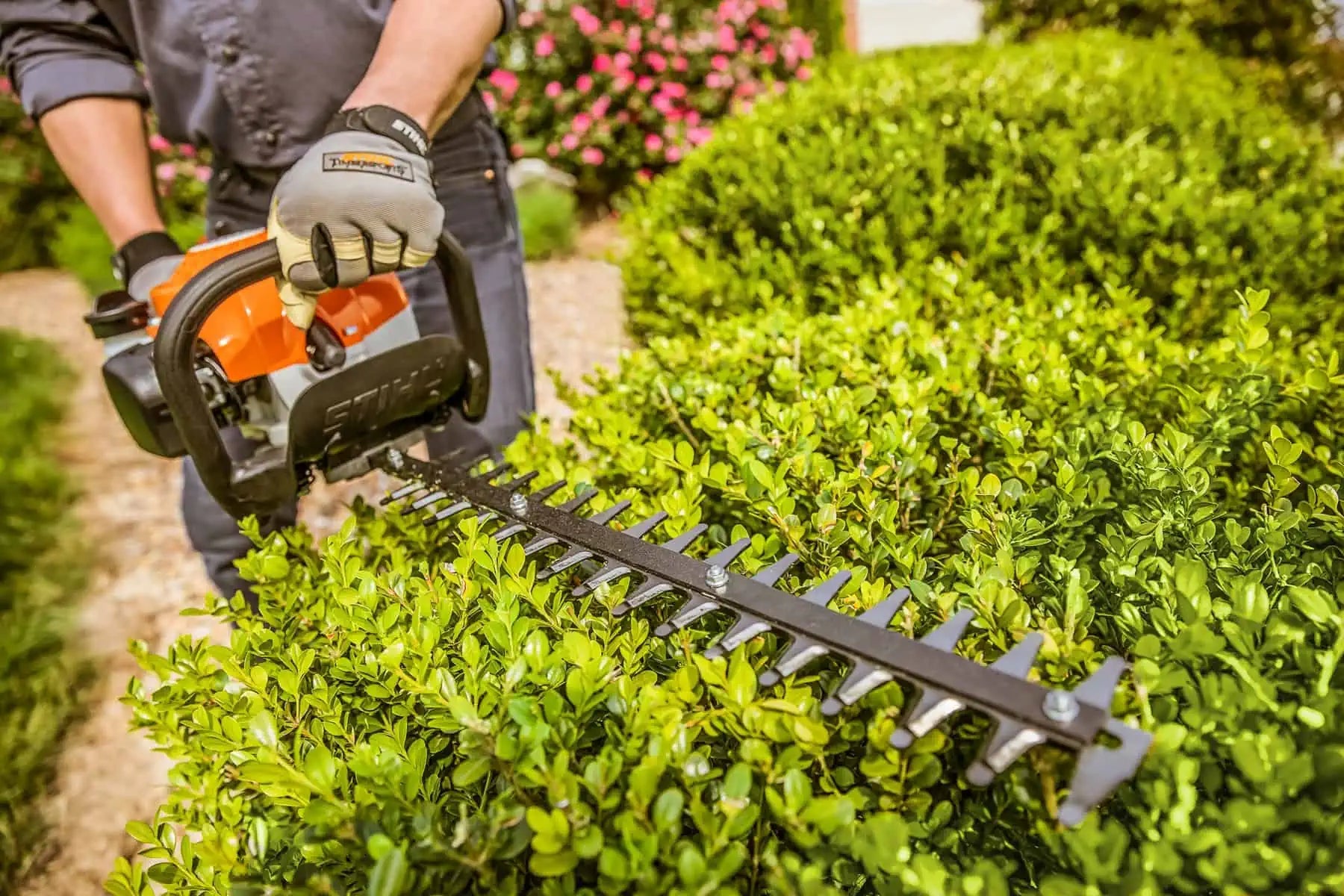 Person using a hedge trimmer to trim bushes in a garden