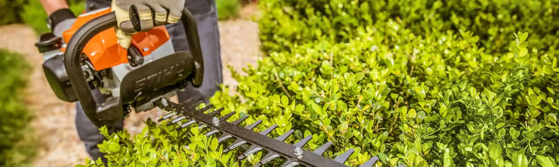 Person using a hedge trimmer to trim bushes in a garden