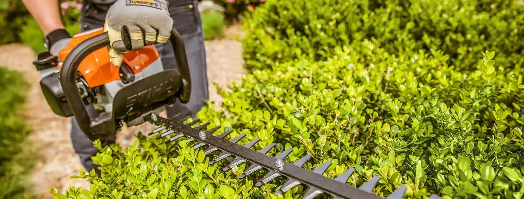 Person using a hedge trimmer to trim bushes in a garden