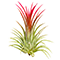 Bespoke home garden theme air plant 3
