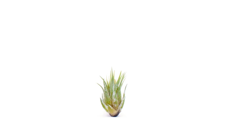 Bespoke home garden theme before after mobile 1