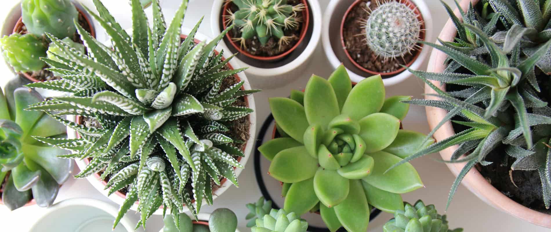 Bespoke home garden theme plants