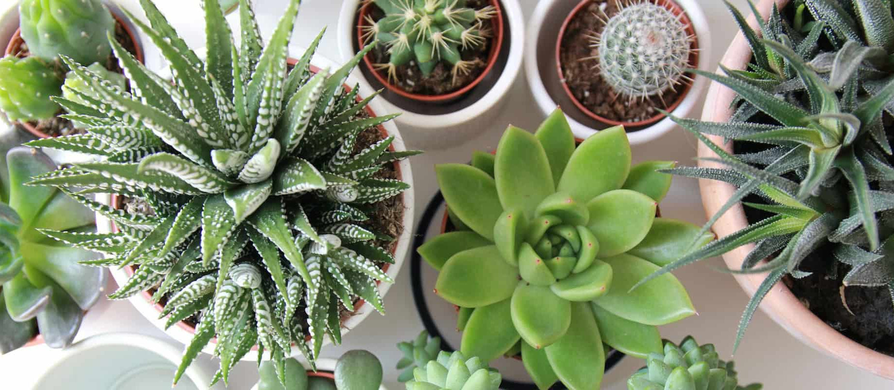 Bespoke home garden theme plants