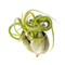 Bespoke home garden theme air plant 1