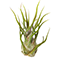Bespoke home garden theme air plant 2